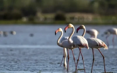 Las lagunas costeras más impresionantes de España