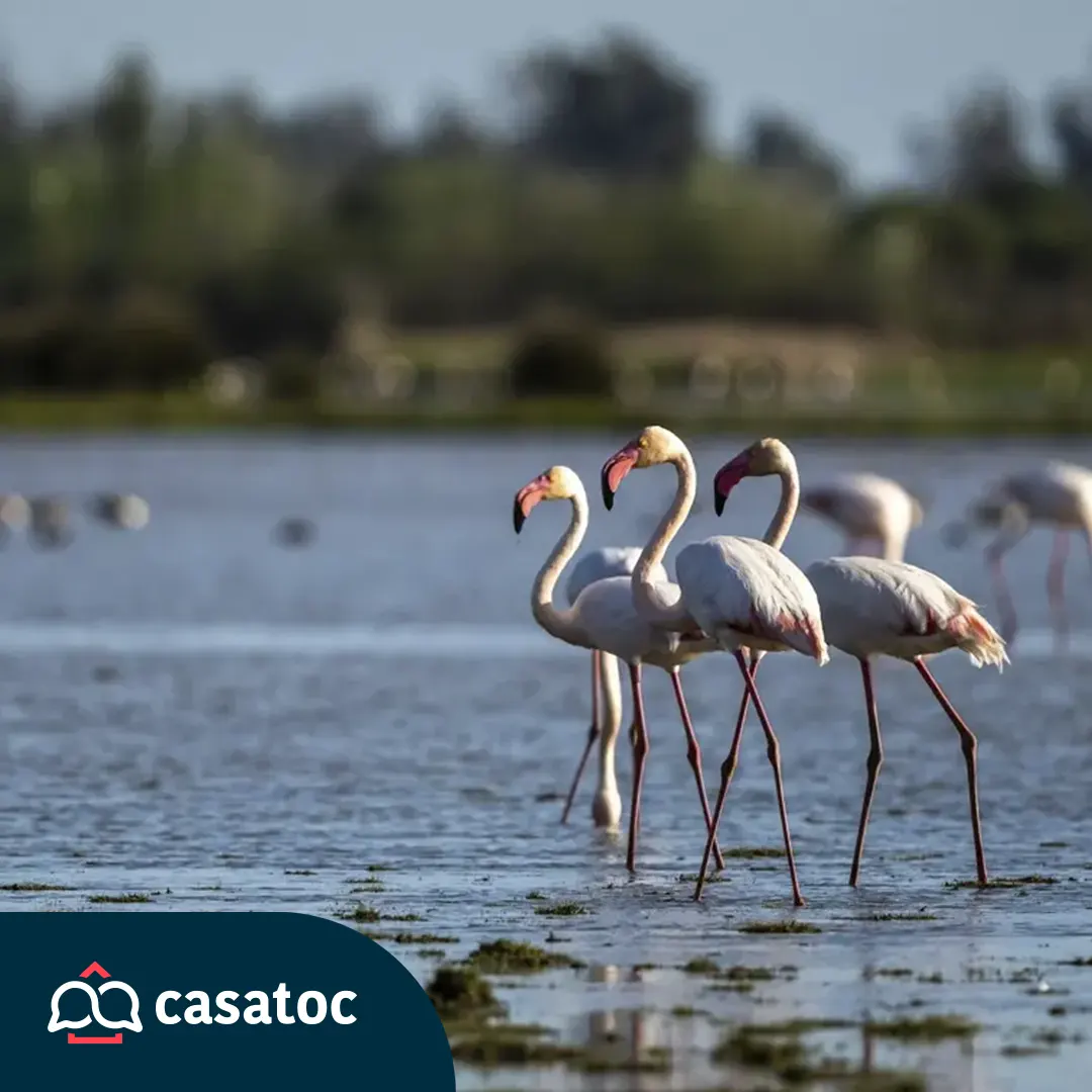 Lagunas costeras